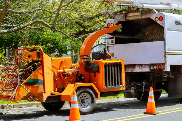 Best Tree Health Inspection  in Athens, WV